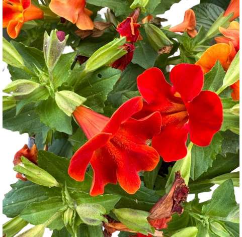 Mimulus Natural Decor Centre Marbella Viveros González