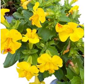 Mimulus Natural Decor Centre Marbella Viveros González