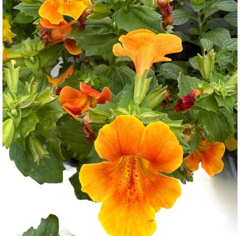 Mimulus Natural Decor Centre Marbella Viveros González