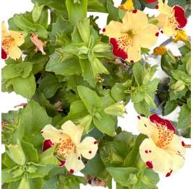 Mimulus Natural Decor Centre Marbella Viveros González