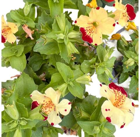 Mimulus Natural Decor Centre Marbella Viveros González