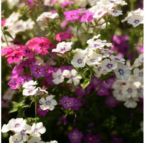 Phlox  Viveros González Natural Decor Centre Marbella