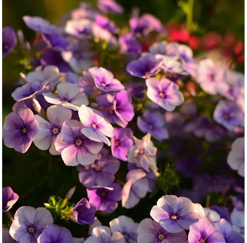 Phlox paniculata