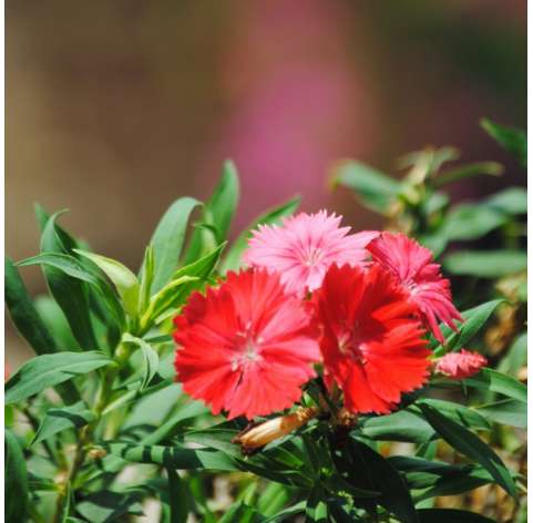Dianthus chinensis o clavelina. Viveros González. Natural Garden Center Marbella