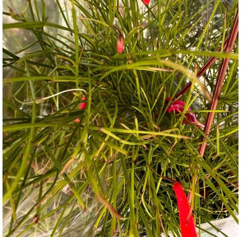 Russelia Equisetiformis Natural Decor Centre Marbella Viveros González Comprar plantas online