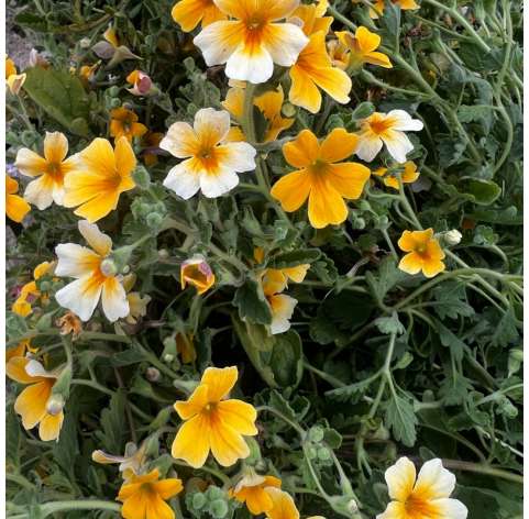 Jamesbrittenia Goldstar Yellow.  Viveros González Natural Decor Centre Marbella