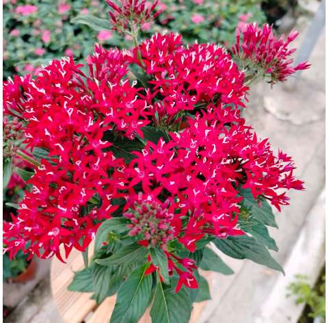 Pentas lanceolata Natural Decor Centre Marbella Viveros González