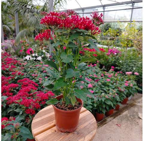 Pentas lanceolata Natural Decor Centre Marbella Viveros González