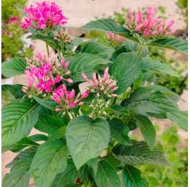 Pentas lanceolata Natural Decor Centre Marbella Viveros González