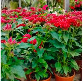 Pentas lanceolata Natural Decor Centre Marbella Viveros González