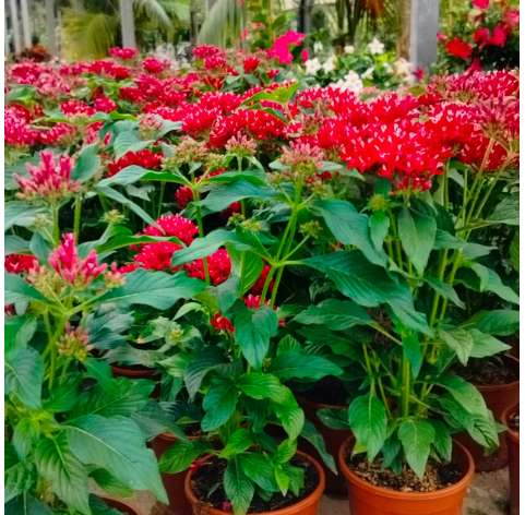 Pentas lanceolata Natural Decor Centre Marbella Viveros González