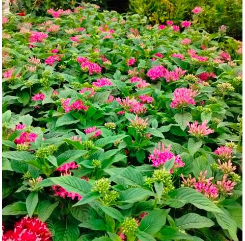 Pentas lanceolata Natural Decor Centre Marbella Viveros González