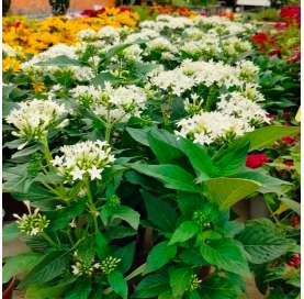 Pentas lanceolata Natural Decor Centre Marbella Viveros González