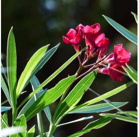 Adelfa-Nerium Oleander - Arbusto - Natural Decor Centre Viveros González - Marbella