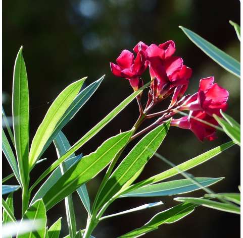 Adelfa-Nerium Oleander - Arbusto - Natural Decor Centre Viveros González - Marbella