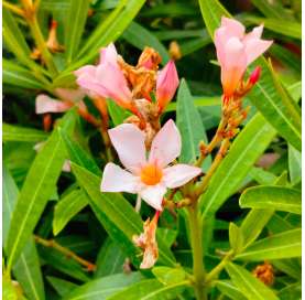 Nerium oleander nana - dwarf oleander- shrub - low maintenance plant - Viveros Gonzalez - Marbella - Garden Centre Marbella