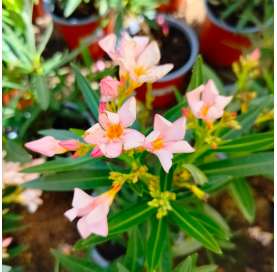 Nerium oleander nana - dwarf oleander- shrub - low maintenance plant - Viveros Gonzalez - Marbella - Garden Centre Marbella