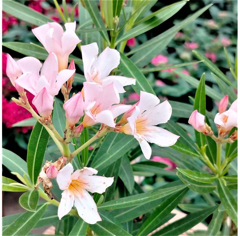 Nerium oleander nana - adelfa nana - arbusto - planta bajo mantenimiento - viveros Gonzalez - Marbella