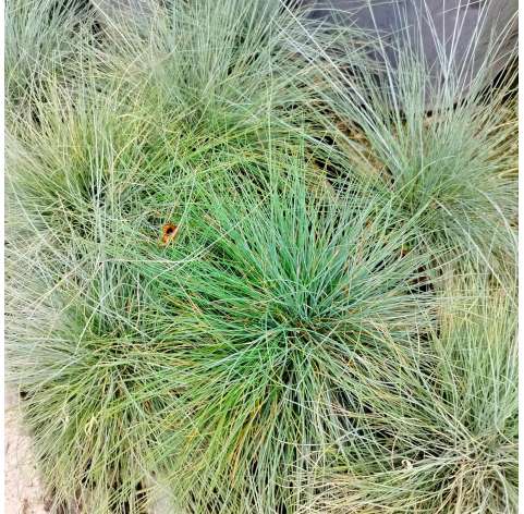 Festuca glauca. Herbácea. Graminea. grasses. Viveros Gonzalez -Marbella - Garden Centre.