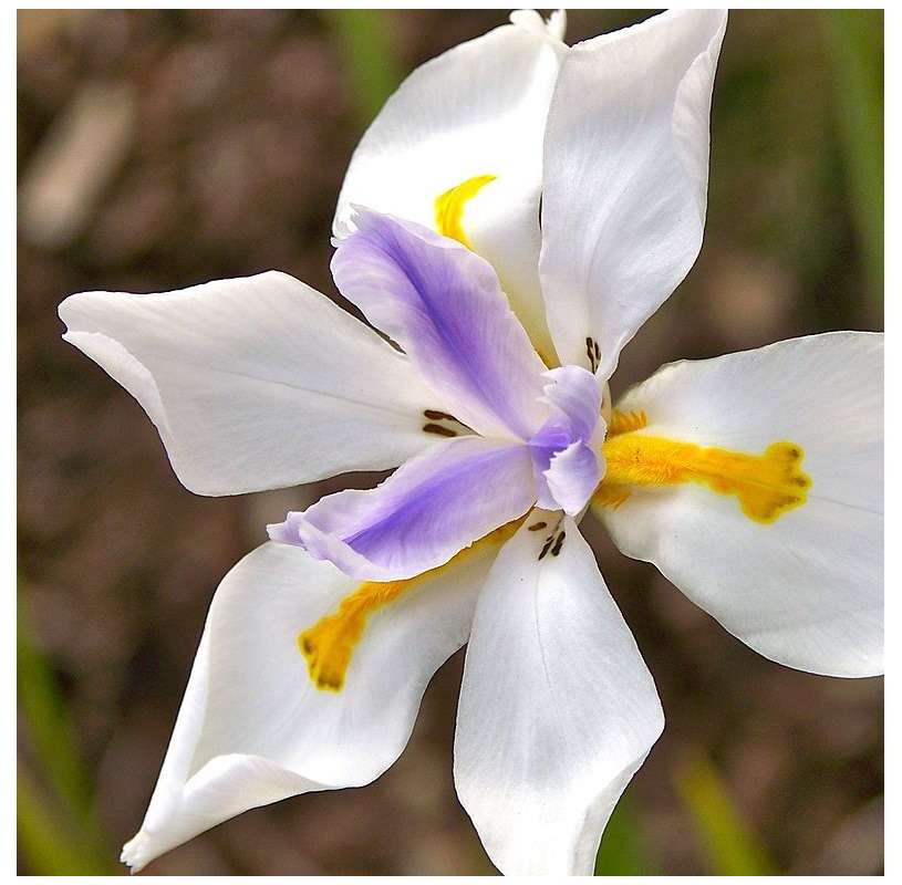 Dietes grandiflora. Fairy iris. Viveros González. Marbella. Garden centre.