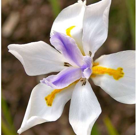 Dietes grandiflora. Fairy iris. Viveros González. Marbella. Garden centre.