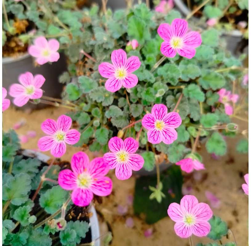Agujas del pastor (Erodium x variabile)  Natural Decor Centre Marbella Viveros González. Garden Centre-Marbella