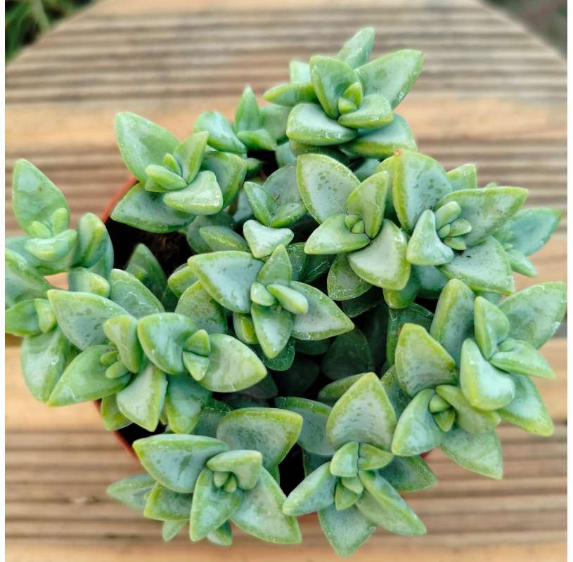 Crassula perforata o...