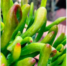 Crassula Ovata Gollum Tricolor. Natural Decor Centre Marbella Viveros González