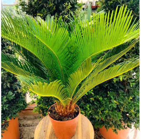 Cycas revoluta  Viveros González Natural Decor Centre Marbella