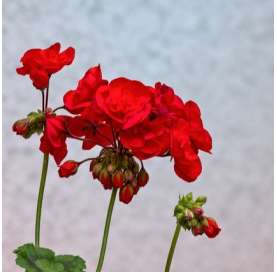 Pelargonium Zonale -  Geranio. Rojo  - Viveros González - Garden centre - Marbella