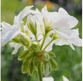 Pelargonium zonale - geranio - geranium - white geranium - geranio blanco - Viveros Gonzalez - Marbella - Garden centre