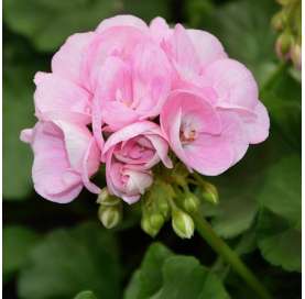 Geranio-Pelargonium zonale - Viveros González - Marbella - Garden Centre - pink- geranium - geranio rosa