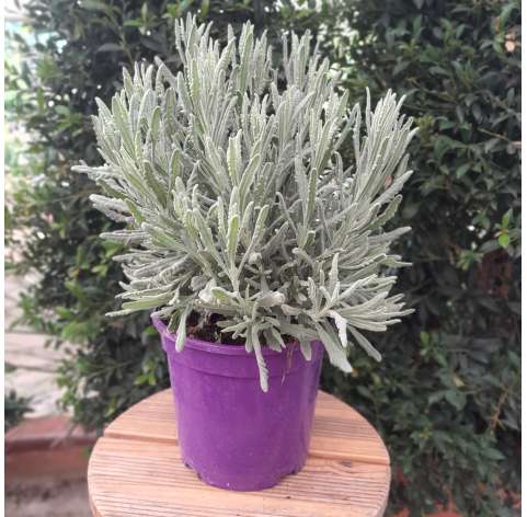 Lavanda officinalis. Lavanda gris. Viveros Gonzalez. Garden centre. Natural decor garden. Marbella.