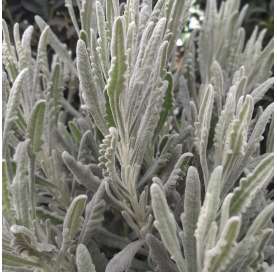 Lavanda officinalis. Lavanda gris. Viveros Gonzalez. Garden centre. Natural decor garden. Marbella.