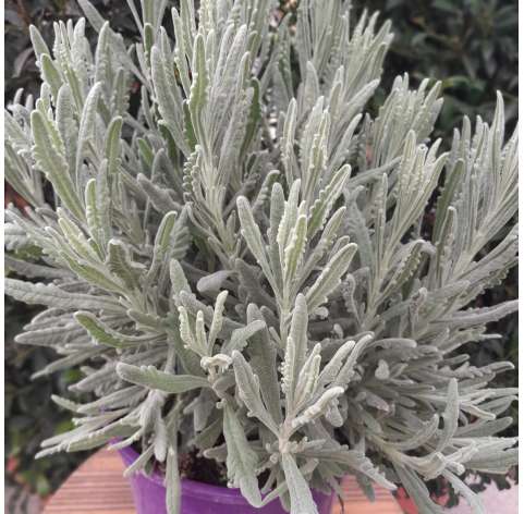 Lavanda officinalis. Lavanda gris. Viveros Gonzalez. Garden centre. Natural decor garden. Marbella.