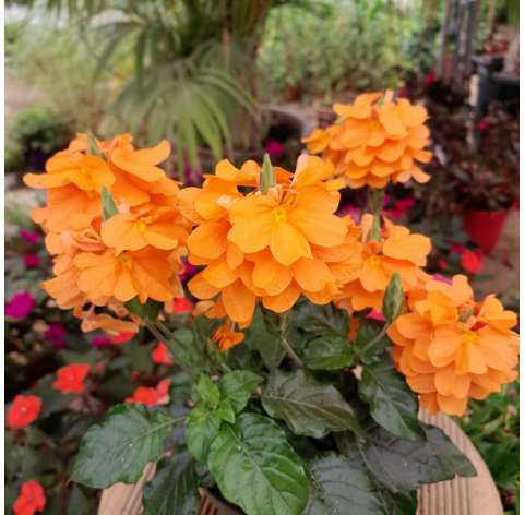 Crossandra Natural Decor Centre Viveros Gonzalez Marbella