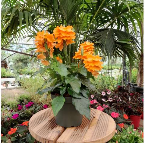 Crossandra Natural Decor Centre Viveros Gonzalez Marbella
