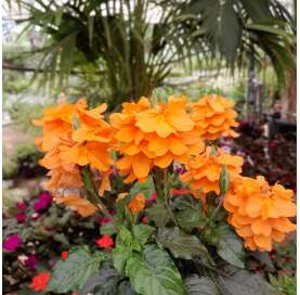 Crossandra Natural Decor Centre Viveros Gonzalez Marbella