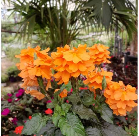 Crossandra Natural Decor Centre Viveros Gonzalez Marbella