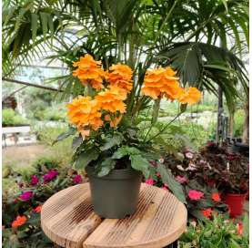Crossandra Natural Decor Centre Viveros Gonzalez Marbella