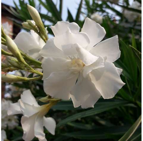 Adelfa-Nerium Oleander Natural Decor Centre Marbella Viveros González