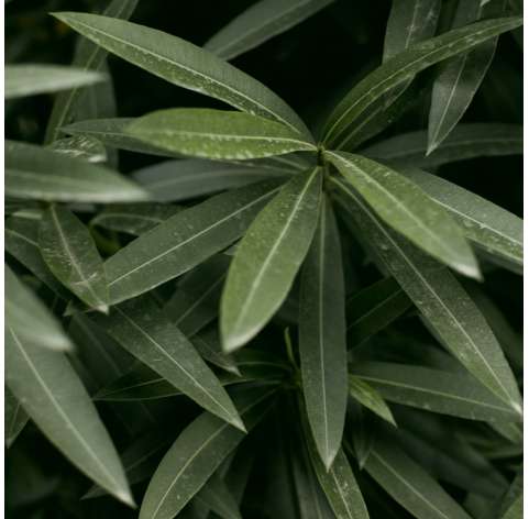 Adelfa-Nerium Oleander Natural Decor Centre Marbella Viveros González