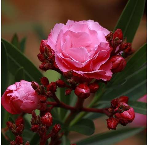 Adelfa-Nerium Oleander Natural Decor Centre Marbella Viveros González