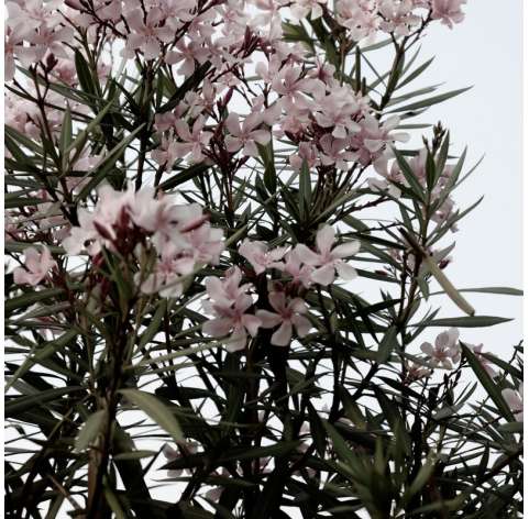 Adelfa-Nerium Oleander Natural Decor Centre Marbella Viveros González