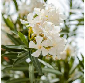 Adelfa-Nerium Oleander Natural Decor Centre Marbella Viveros González