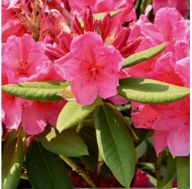 Rhododendron ponticum, Rododendro. Viveros González. Natural Garden Center Marbella