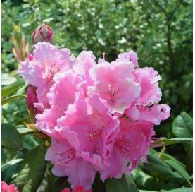 Rhododendron ponticum, Rododendro. Viveros González. Natural Garden Center Marbella