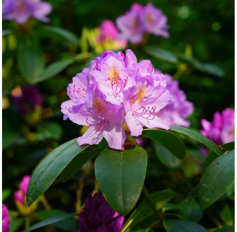 Rhododendron ponticum, Rododendro. Viveros González. Natural Garden Center Marbella