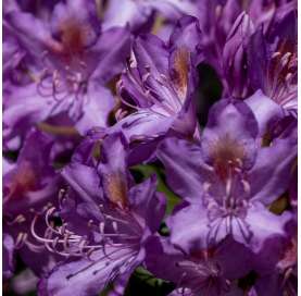 Rhododendron ponticum, Rododendro. Viveros González. Natural Garden Center Marbella