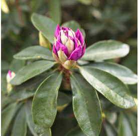 Rhododendron ponticum,...